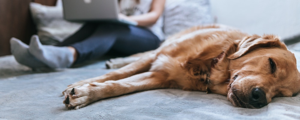 Datenstrom Yellow ist für Menschen die kleine Webseiten machen Datenstrom Yellow ist für Menschen die kleine Webseiten machen